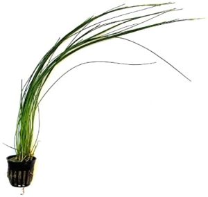 Giant Hair Grass | ECOAquariums