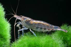 AMANO SHRIMP (CARDINA MULTIDENTATA)