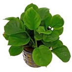ANUBIAS BARTERI VAR. ROUND LEAF BARTERI