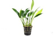 ANUBIAS CONGENSIS