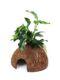 ANUBIAS ON COCONUT