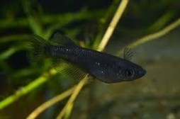 BLACK RICE FISH (ORYZIAS LAPTIPES)