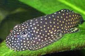 BORNEO SUCKER (PSEUDOGASTROMYZON MYERSI)