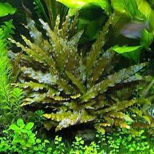 CRYPTOCORYNE BRONZE WENDTII