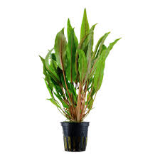 CRYPTOCORYNE UNDULATA