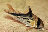DIRTY BANDIT CORY (HOPLISOMA LOXOZONUM)