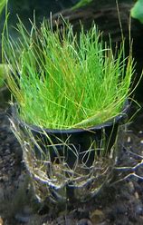 DWARF HAIR GRASS
