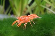 MEXICAN DWARF CRAYFISH (CAMBARELLUS PATZCUARENSIS)