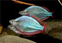 DWARF NEON RAINBOW FISH (MELANOTAENIA PRAECOX) "SOLD AS PAIRS"