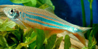 GIANT DANIOS (DEVARIO AEQUIPINNATUS)