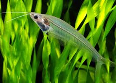 GLASS CATFISH (KRYPTOPTERUS MINOR)
