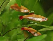 GOLD CLOUD MOUNTAIN MINNOWS