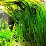 JUNGLE VAL