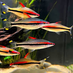 ROSELINE SHARKS (Puntius denisonii (PUNTIUS DENISONII)