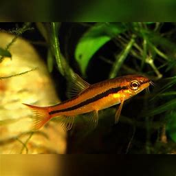 ROSY LOACH (TUBEROSCHISTURA ARAKANENSIS)