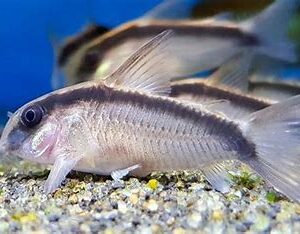 SKUNK CORY