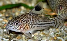 THREE LINED CORY (HOPLISOMA TRILINEATUS)