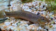 WEATHER LOACH (MISGURNUS ANGUILLICAUDATUS)