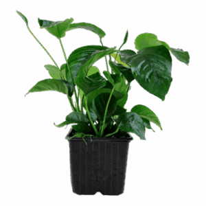 XL ANUBIAS BARTERI CALADIIFOLIA