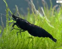 BLACK ROSE SHRIMP (NEOCANDINA)