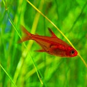 EMBER TETRA (HYPHESSOBRYCON AMANDAE) "BUY 8 GET 1 FREE"