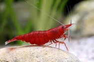 FIRE RED CHERRY SHRIMP (NEOCANDINA)