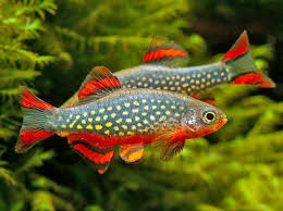 GALAXY RASBORA (DANIO MARGARITATUS)