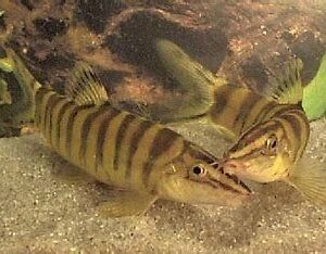 GOLDEN LOACH (BOTIA ROBUSTA)