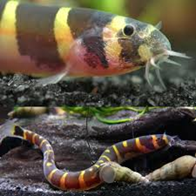KHULI LOACH (PANGIO MYERSI)