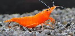ORANGE SHRIMP (NEOCANDINA)