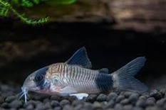PANDA CORY (CORYDORAS PANDA) "BUY 8 GET 1 FREE"