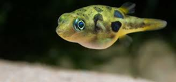 DWARF FRESHWATER PUFFER (CARINOTETRAODON TRAVANCORICUS)