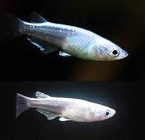 WHITE MIYUKI RICE FISH (ORYZIAS LATIPES)