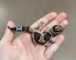 GECKO ABERRANT FAT TAILED (Hemitheconyx caudicinctus)