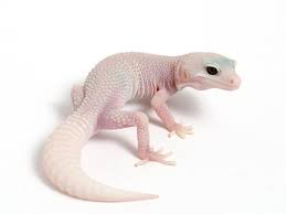 GECKO ALBINO SUPER SNOW (Eublepharis macularius)