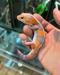 GECKO AMEL FAT TAILED (Hemitheconyx caudicinctus)