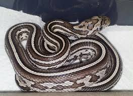 ANERY TESSERA (Pantherophis guttatus guttatus)