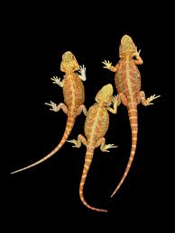 BEARDED DRAGON - ASSORTED FANCY (Pogona vitticeps)