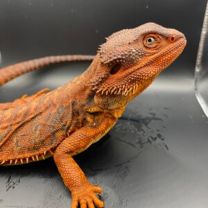 BEARDED DRAGON - PURE RED MONSTER TRANSLUCENT (Pogona vitticeps X Pogona barbata)