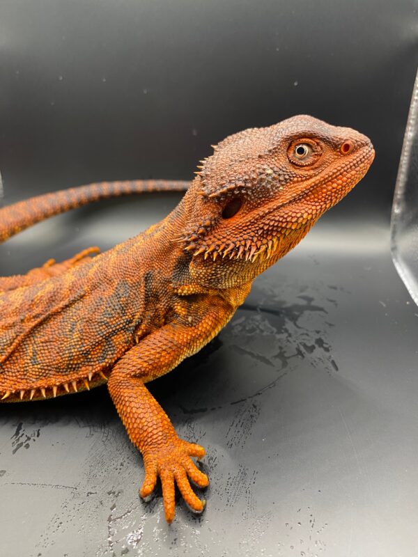 BEARDED DRAGON - PURE RED MONSTER TRANSLUCENT (Pogona vitticeps X Pogona barbata)