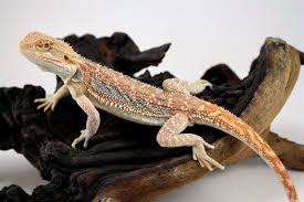 BEARDED DRAGON - RED HYPO BLUE BAR DUNNER (Pogona vitticeps)