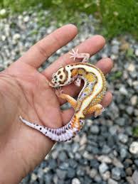 GECKO BELL BOLD RED STRIPE MACK SNOW WHITE AND YELLOW (Eublepharis macularius)