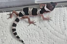 GECKO BLACK NIGHT MACK SNOW (Eublepharis macularius)