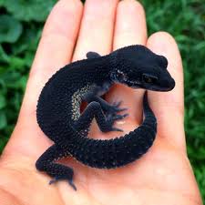 GECKO BLACK NIGHT (Eublepharis macularius)