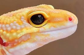 GECKO BLUE EYED AMBER (Eublepharis macularius)