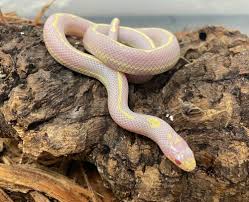 SNAKE CALIFORNIA KING - ALBINO STRIPED (Lampropeltis californiae)