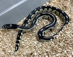 SNAKE CALIFORNIA KING - MOSAIC (Lampropeltis californiae)