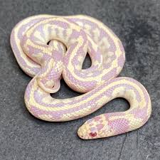 SNAKE CALIFORNIA KING  - LAVENDER (Lampropeltis californiae)