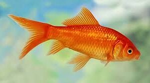 COMET GOLDFISH (Carassis Auratus) LRG 5-6 Inches