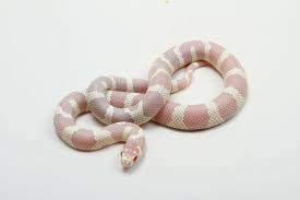 SNAKE DESERT KING - ALBINO (Lampropeltis splendida)
